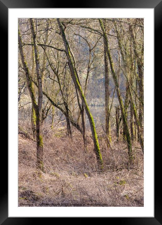 Woodland at Daventry Country Park Framed Mounted Print by Anthony Moore