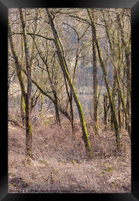 Woodland at Daventry Country Park Framed Print by Anthony Moore