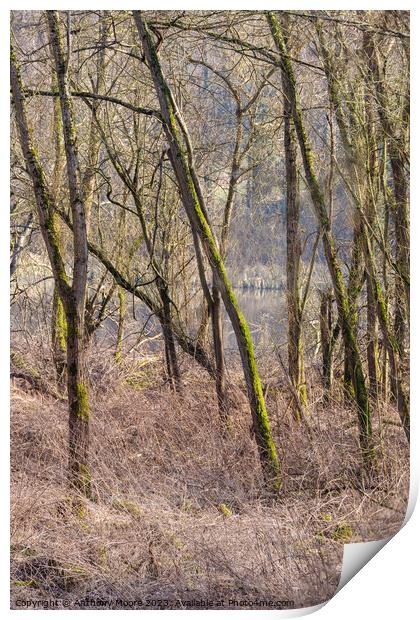 Woodland at Daventry Country Park Print by Anthony Moore