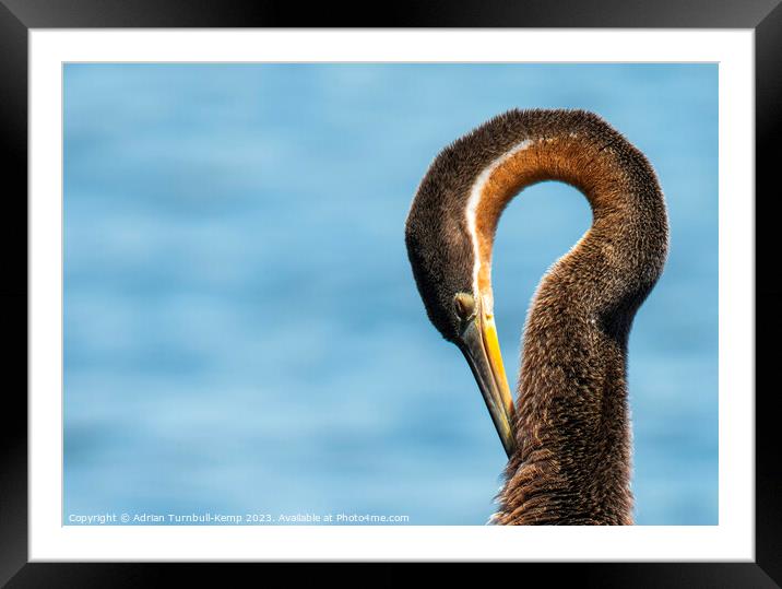 Sleeping African Darter Framed Mounted Print by Adrian Turnbull-Kemp