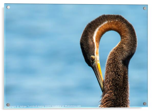 Sleeping African Darter Acrylic by Adrian Turnbull-Kemp