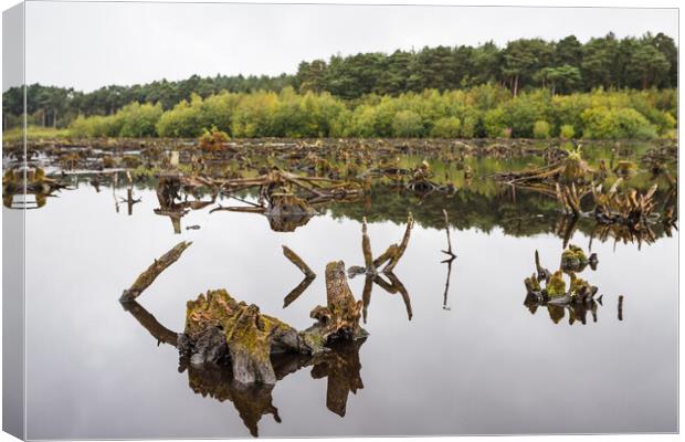 Delamere Forest reflects in Blakemere Moss Canvas Print by Jason Wells