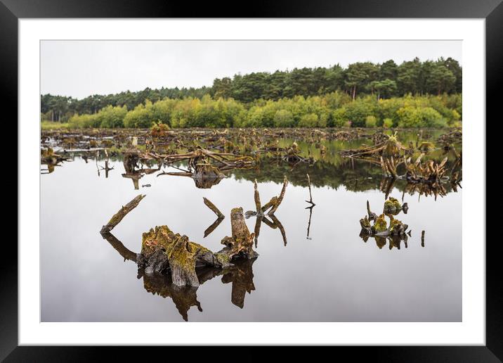 Delamere Forest reflects in Blakemere Moss Framed Mounted Print by Jason Wells