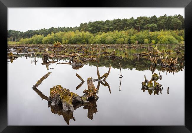 Delamere Forest reflects in Blakemere Moss Framed Print by Jason Wells