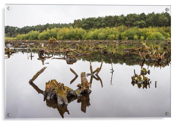 Delamere Forest reflects in Blakemere Moss Acrylic by Jason Wells