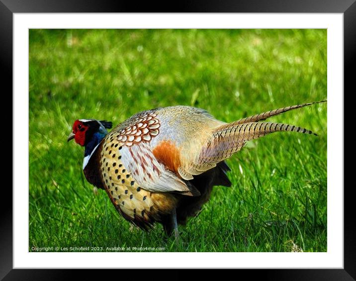 Pheasant  Framed Mounted Print by Les Schofield