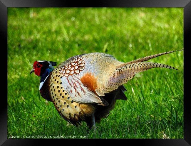 Pheasant  Framed Print by Les Schofield