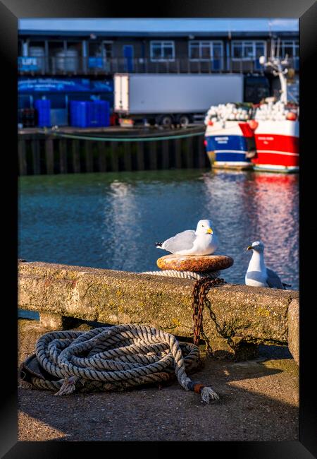 Sunkissed Seagulls Framed Print by Tim Hill