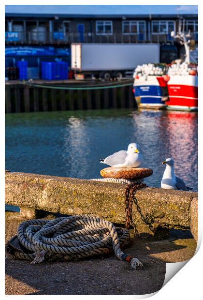 Sunkissed Seagulls Print by Tim Hill