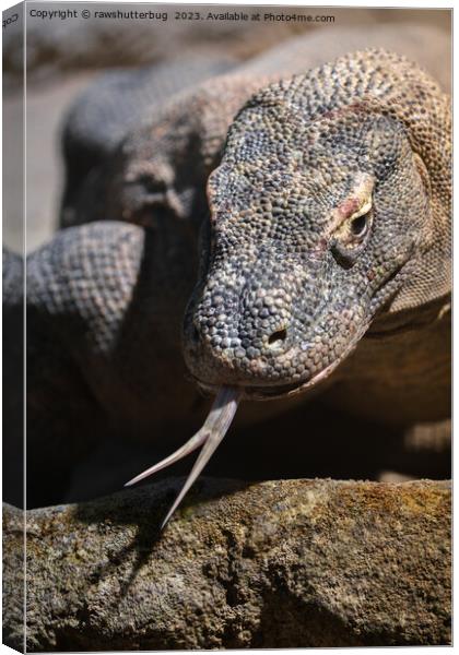  Komodo dragon showing its forked tongue Canvas Print by rawshutterbug 