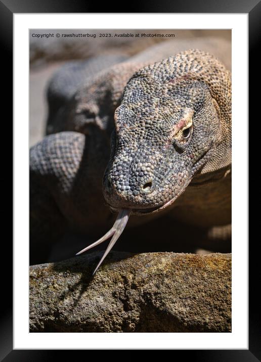  Komodo dragon showing its forked tongue Framed Mounted Print by rawshutterbug 