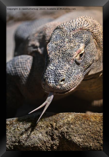 Komodo dragon showing its forked tongue Framed Print by rawshutterbug 