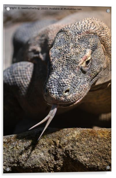 Komodo dragon showing its forked tongue Acrylic by rawshutterbug 