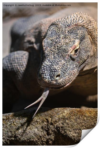  Komodo dragon showing its forked tongue Print by rawshutterbug 