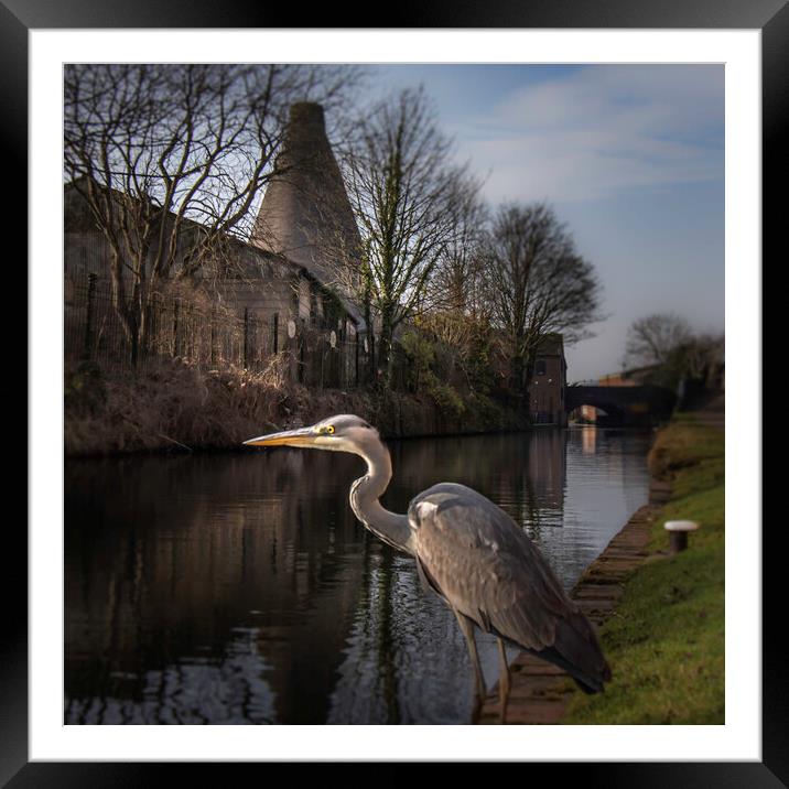 Red Cone Heron  Framed Mounted Print by Steve Taylor