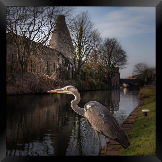 Red Cone Heron  Framed Print by Steve Taylor