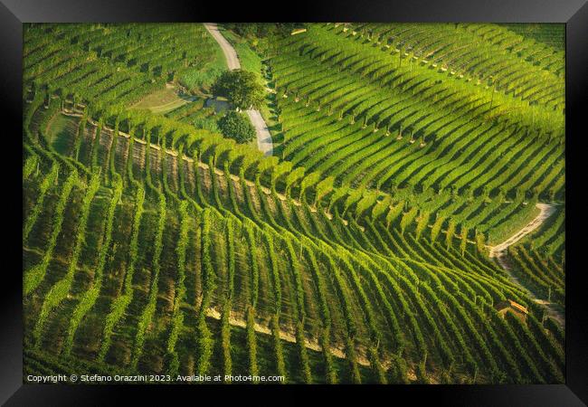 Langhe, roads and trees among the vineyards, Piedmont, Italy Framed Print by Stefano Orazzini