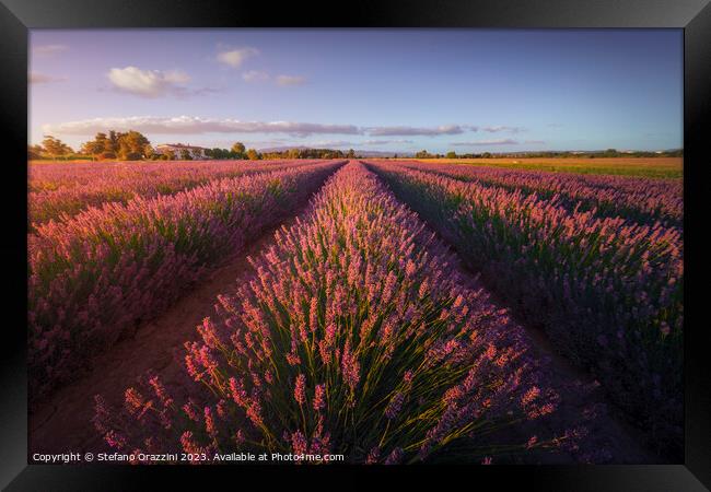 Lavender flowers fields at sunset. Marina di Cecina, Tuscany Framed Print by Stefano Orazzini