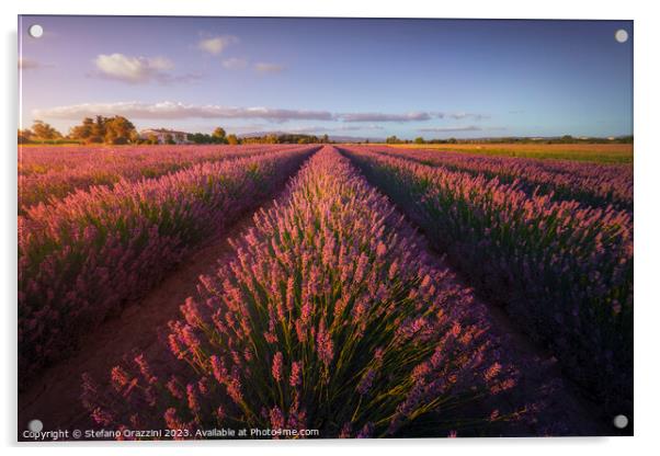 Lavender flowers fields at sunset. Marina di Cecina, Tuscany Acrylic by Stefano Orazzini