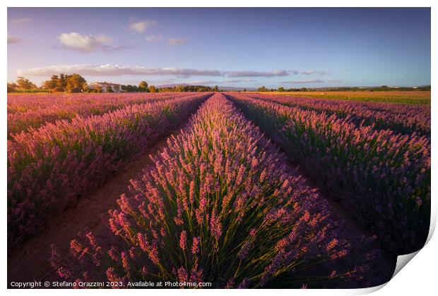 Lavender flowers fields at sunset. Marina di Cecina, Tuscany Print by Stefano Orazzini