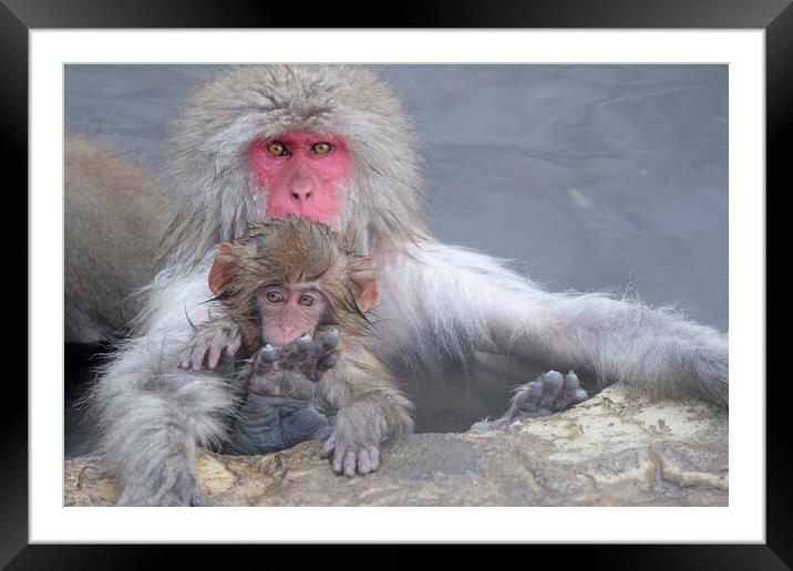 Snow monkey parent and child Framed Mounted Print by Lensw0rld 