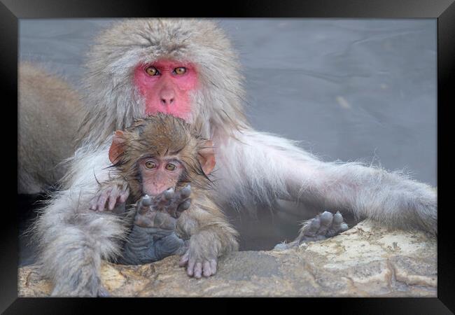 Snow monkey parent and child Framed Print by Lensw0rld 