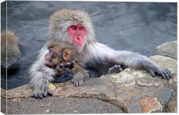 Snow monkey parent and child Canvas Print by Lensw0rld 