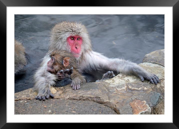 Snow monkey parent and child Framed Mounted Print by Lensw0rld 