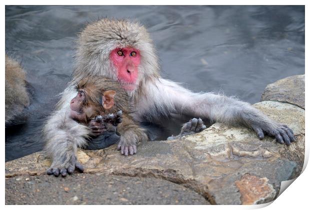 Snow monkey parent and child Print by Lensw0rld 