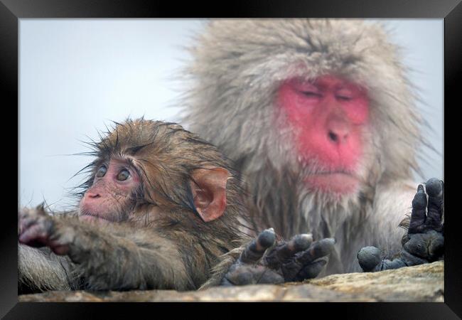 Snow monkey parent and child Framed Print by Lensw0rld 