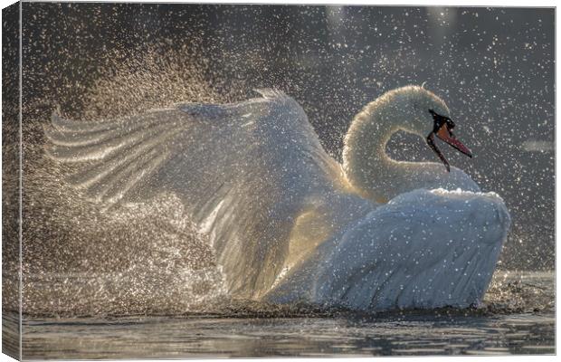 swan lake Canvas Print by tim miller