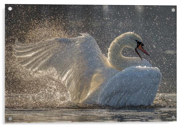 swan lake Acrylic by tim miller