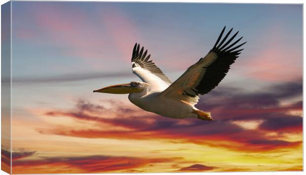 Majestic Pelican in Flight Canvas Print by Steve Smith