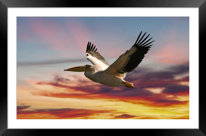 Majestic Pelican in Flight Framed Mounted Print by Steve Smith