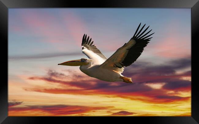 Majestic Pelican in Flight Framed Print by Steve Smith