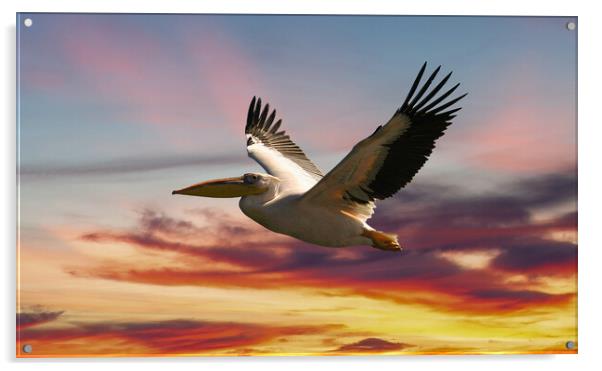 Majestic Pelican in Flight Acrylic by Steve Smith
