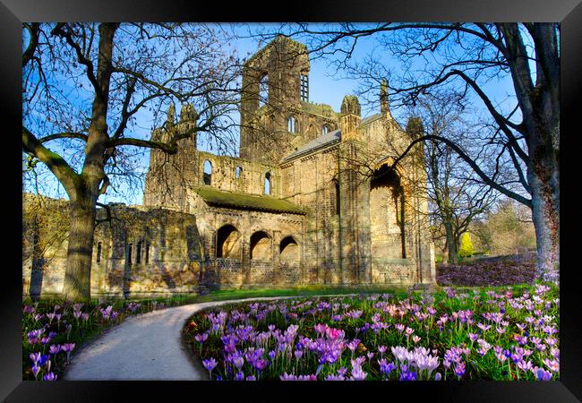 Kirkstall Abbey  Framed Print by Alison Chambers