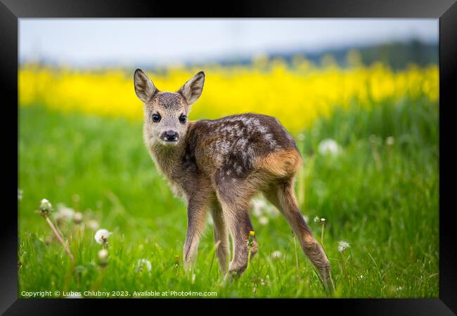 Young wild roe deer in grass, Capreolus capreolus. New born roe  Framed Print by Lubos Chlubny