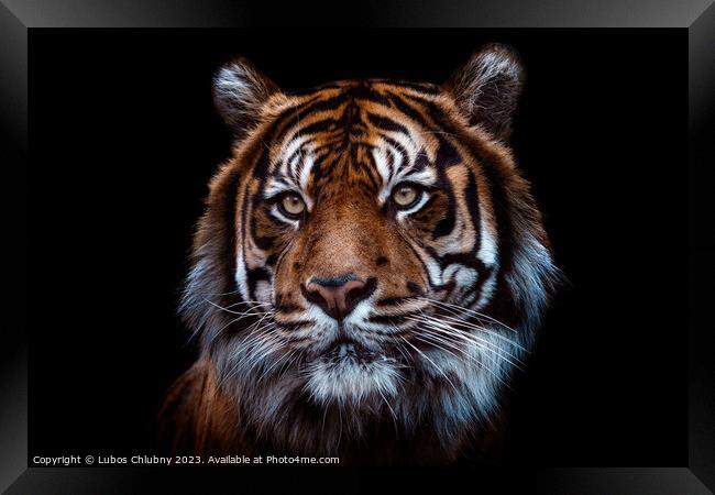 Front view of Sumatran tiger isolated on black background.  Framed Print by Lubos Chlubny