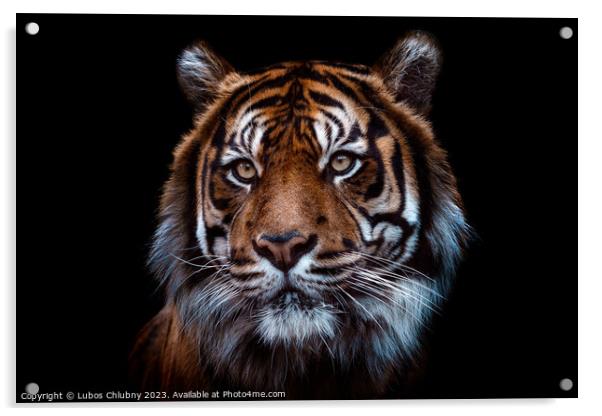 Front view of Sumatran tiger isolated on black background.  Acrylic by Lubos Chlubny