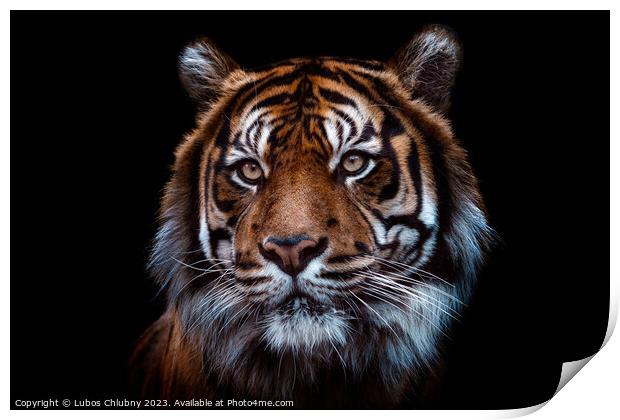 Front view of Sumatran tiger isolated on black background.  Print by Lubos Chlubny