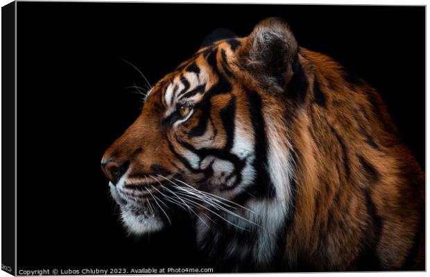 Front view of Sumatran tiger isolated on black background.  Canvas Print by Lubos Chlubny