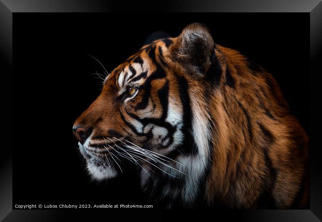 Front view of Sumatran tiger isolated on black background.  Framed Print by Lubos Chlubny