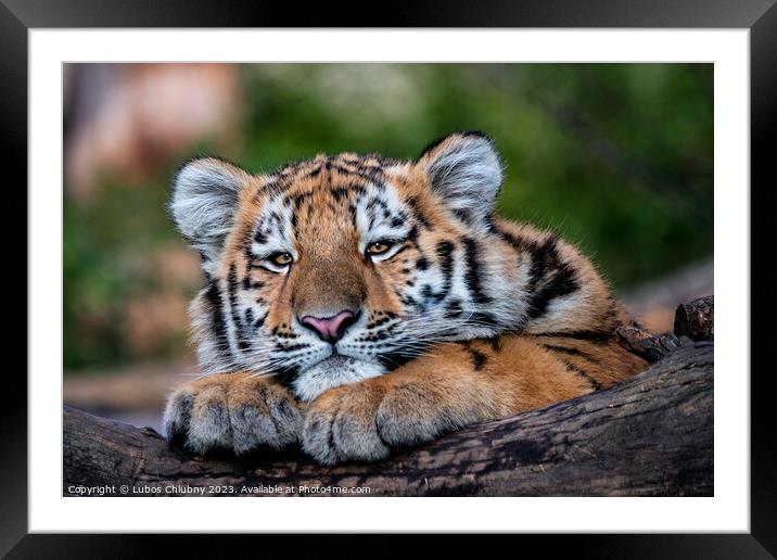 Cute siberian tiger cub, Panthera tigris altaica Framed Mounted Print by Lubos Chlubny