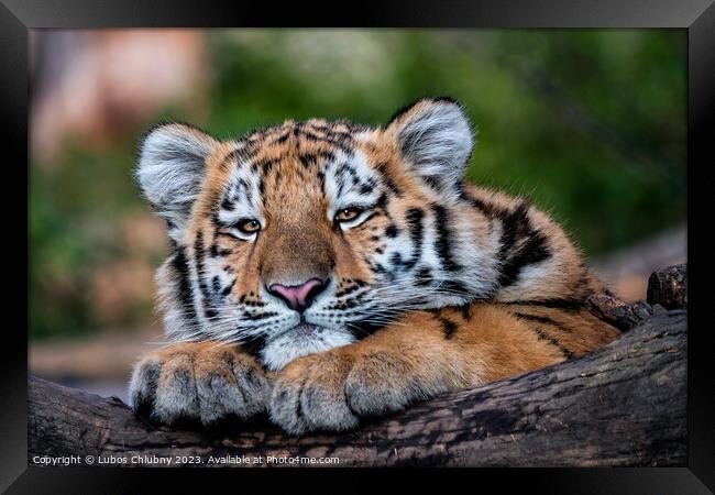 Cute siberian tiger cub, Panthera tigris altaica Framed Print by Lubos Chlubny