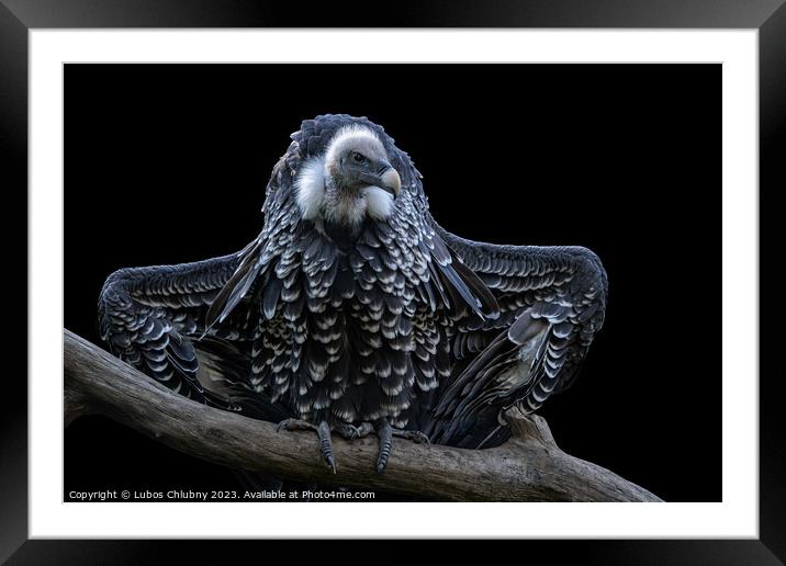 Ruppell's griffon vulture (Gyps rueppellii) isolated on black ba Framed Mounted Print by Lubos Chlubny