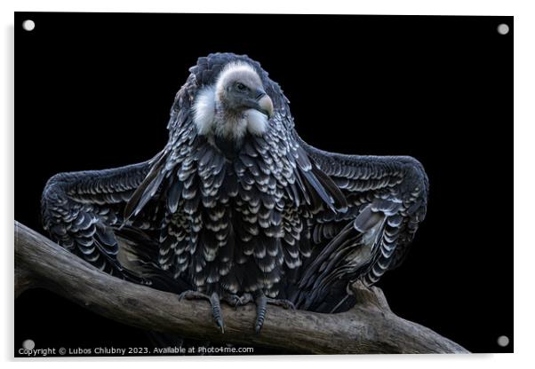 Ruppell's griffon vulture (Gyps rueppellii) isolated on black ba Acrylic by Lubos Chlubny