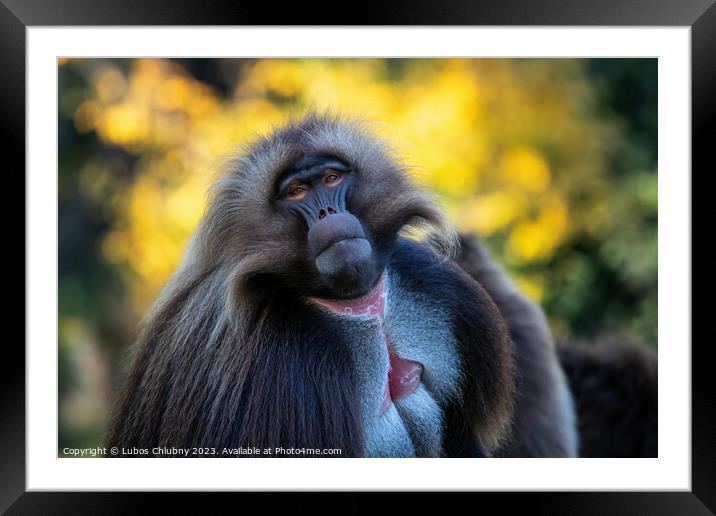 Alpha male of Gelada Baboon - Theropithecus gelada Framed Mounted Print by Lubos Chlubny