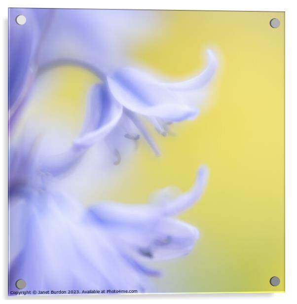 Bluebell Acrylic by Janet Burdon