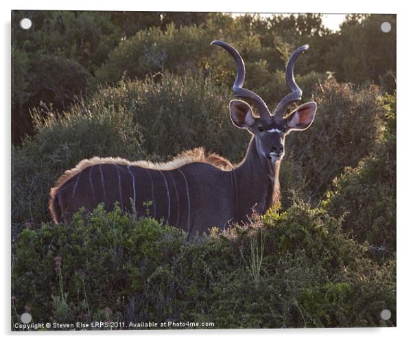 African Antelope Acrylic by Steven Else ARPS